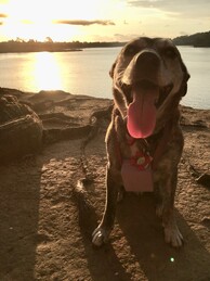 Keira dog engagement ring