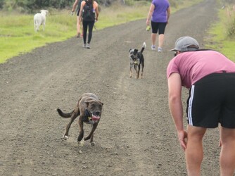 Kai recall at Muriwai Auckland