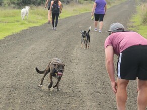 Getting Your Dog To Come Back