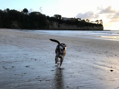 Keira dog beach run