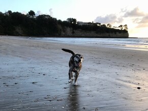 Your Dog&#039;s Name = They Should LOVE Hearing It!