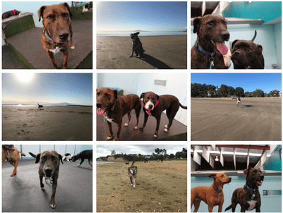 Kai dog play Keira beach