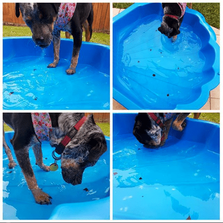Maddie Dog Paddling Pool