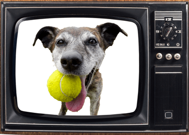 Keira dog TV