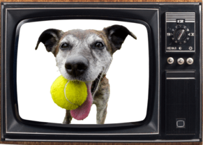 Can Your Dog See What&rsquo;s On TV?