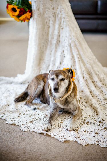 Bride and dog Keira