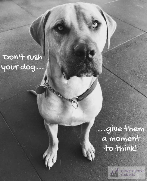 Don't rush your dog - mastiff