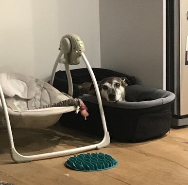 Someone got a bit too comfortable!