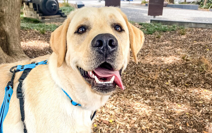 French Bulldog Training