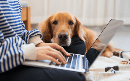 French Bulldog Training