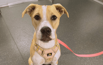 French Bulldog Training