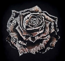 Contemporary Maori art - Midnight Rose