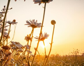 Why a Vision Is Better Than a New Year&rsquo;s Resolution for Lasting Change in Midlife