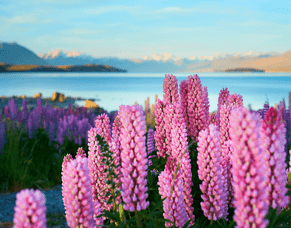 A Perfect 48 Hours in Lake Tekapo