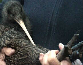 Preserving Taonga: Kiwi Translocation at Maungatautari