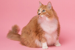 A podgy puss is not a happy puss