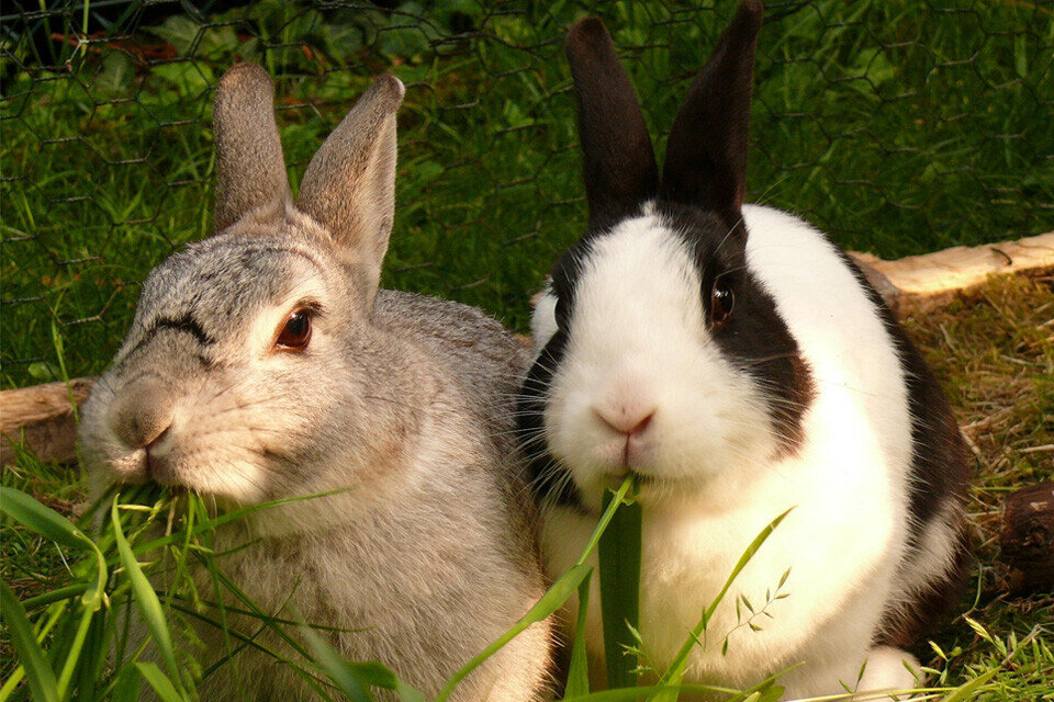 Rabbits rock as pets | Assisi Animal Health
