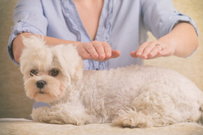 Reiki relieves pain in dogs