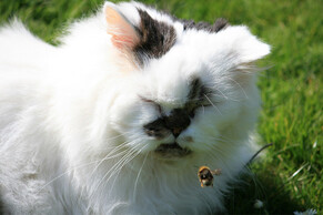 What to do if your pet is stung by a bee