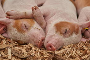 Homeopathy lessens diarrhoea in piglets