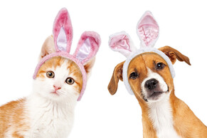 Beware the Easter Bunny