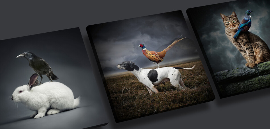 STASIS  - ART SERIES