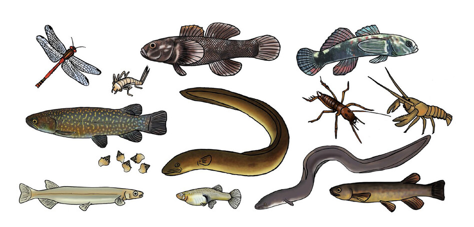 AUCKLAND CITY COUNCIL - DETAIL FROM STREAM ILLUSTRATION