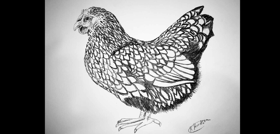 PENCIL SKETCH - SILVER LACED WYANDOTTE