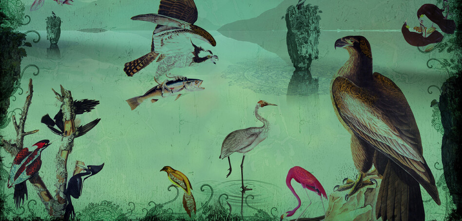 BIRDLAND - DIGITAL ART