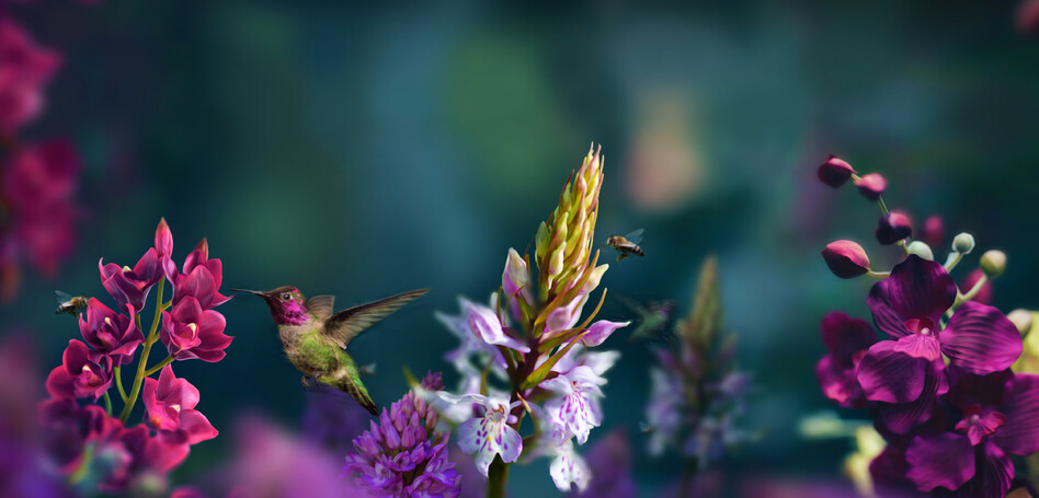 ORCHID PARADISO - DIGITAL ART - PARADISO SERIES