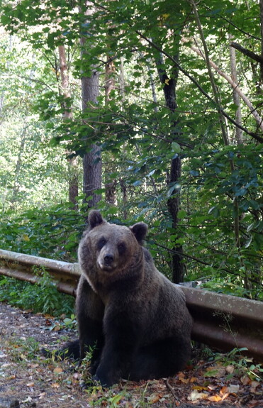 Brown Bear sitting on the side of the road in Romania.