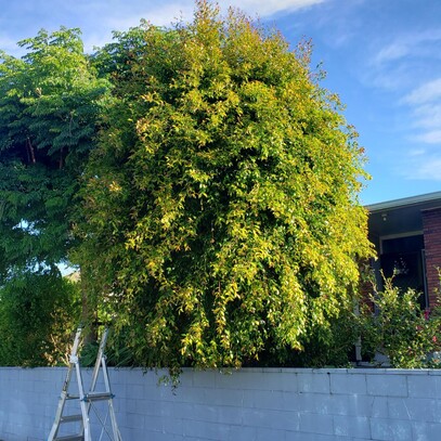 Very Bushy green Tree before Simon trimmed it.