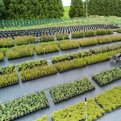 Contact Hodderville Plant Nursery for your plants