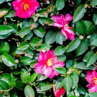 Hodderville Nursery has a range of Trees for sale