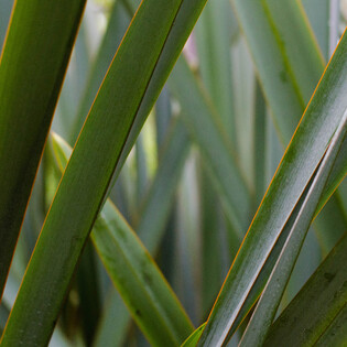 Hodderville Nursery has a range of Flaxes for sale