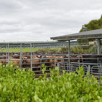 Hodderville Farms in South Waikato