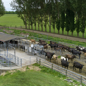 Hodderville Farms in South Waikato