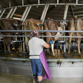 Hodderville Farms in South Waikato