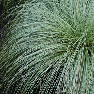 Hodderville Nursery has a range of Grasses for sale