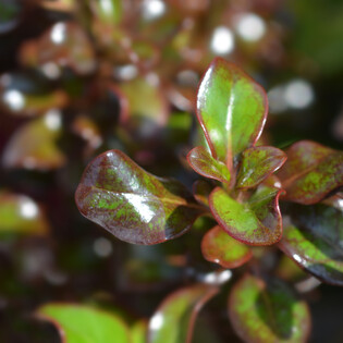 Hodderville Nursery has a range of Shrubs for sale