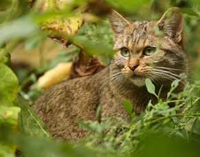 Predator control 101