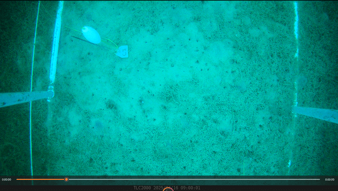 Screenshot same area after UV-C treatment. Photo: Advanced Aquarium Technologies Ltd