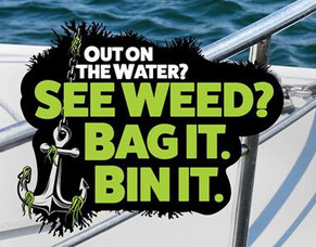 Exotic caulerpa detection in Fantail Bay, Coromandel Peninsula