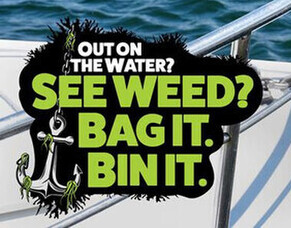 Caulerpa Newsletter Update - 2 April 2024