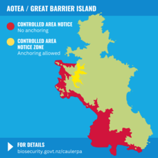 Summer 2023 Caulerpa Rules