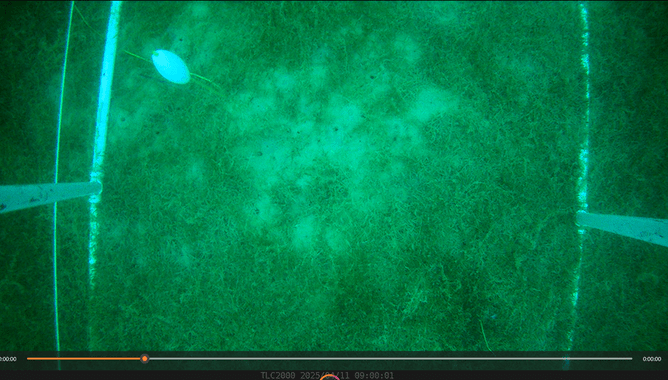 Screenshot exotic caulerpa before UV-C treatment. Photo Advanced Aquarium Technologies Ltd