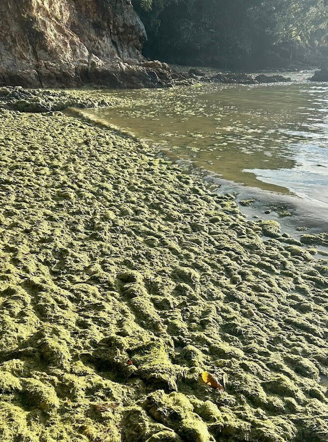 Exotic caulerpa on the seashore after Cyclone Tam. Photo: Nyze Manuel