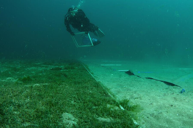 A diver over one of the treatment plots. Photo credit: NIWA