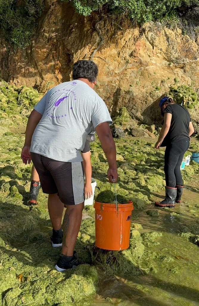 Community volunteers work to move caulerpa above the high-tide mark. Photo: Nyze Manuel.