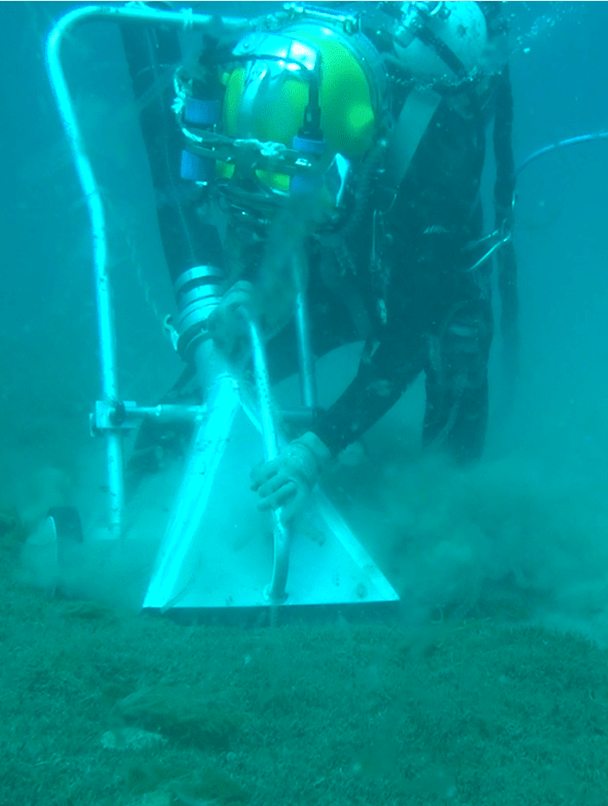 A diver guides the suction dredge head over an area of exotic caulerpa . Photo credit: NIWA